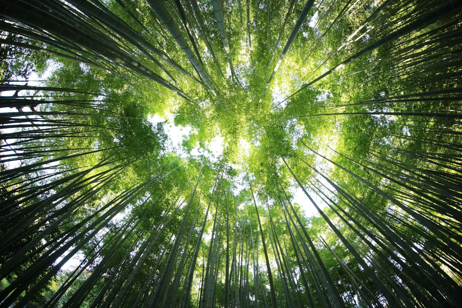 Bamboo forest